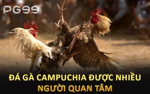 Đá gà Campuchia được nhiều người quan tâm
