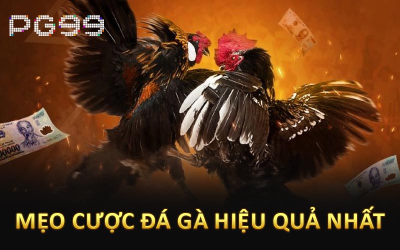 Mẹo cược đá gà hiệu quả nhất