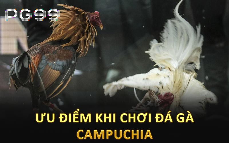 Ưu điểm khi chơi đá gà Campuchia